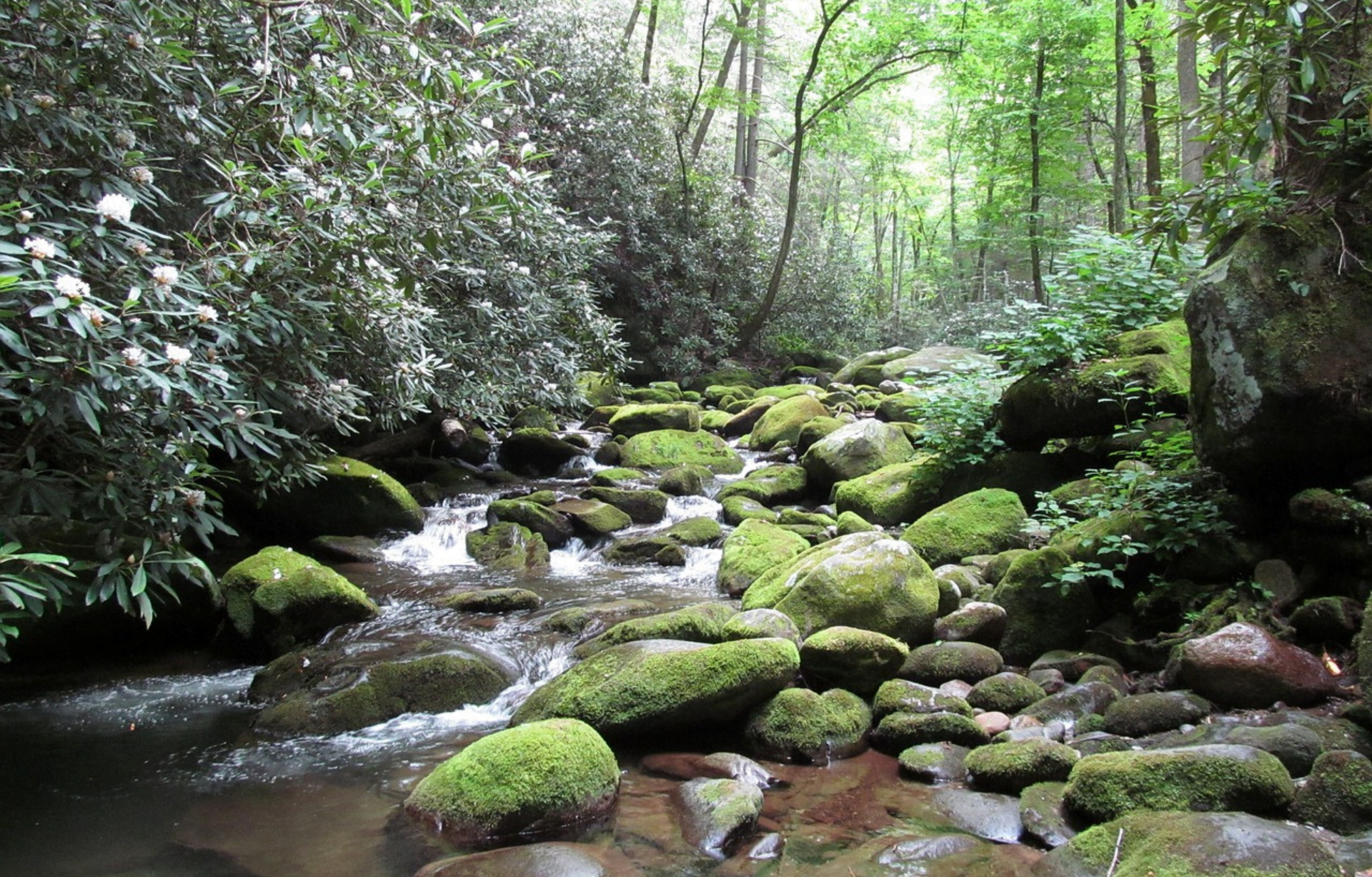 Read more about the article Great Smoky Mountains: Uncovering the Breathtaking Marvels of the National Park